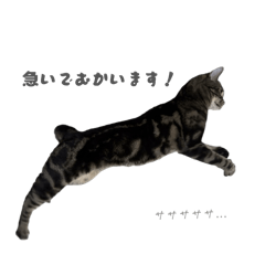 cat cat cat cat life