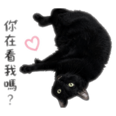 三隻可愛小貓日常貼圖