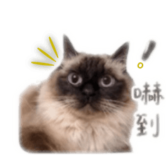 ツンデレラグドールの元宝