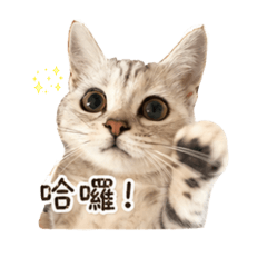 露娜姊姊