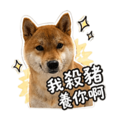 小八嘎與圓圓