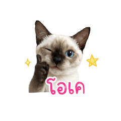Kookkai_20260428111550