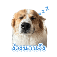 Fluffy Gang_20260428111355