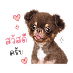 Paw-some 5