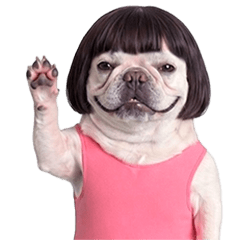 Boo-chan the Frenchie (Leotard Moves)