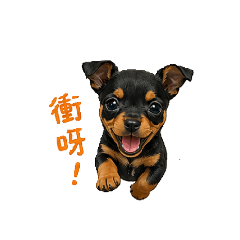 傑克&迷你杜賓
