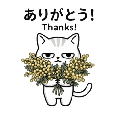 Mimosa-Loving Laid-Back Cat