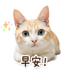 錢錢son