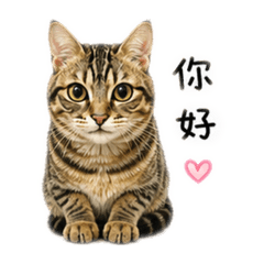 婇卡拉咪 日常篇♡