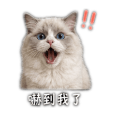 小咪A