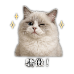 小咪B