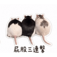 三可愛鼠鼠
