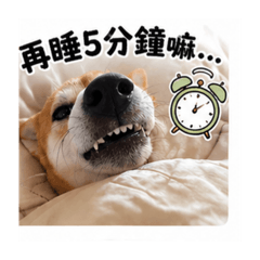 自家狗狗妞多