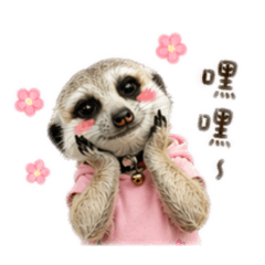 狐獴珍珠< 3