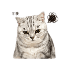 杵諹