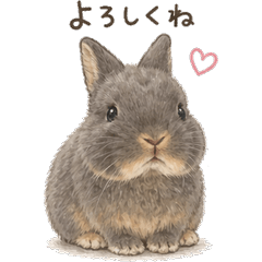 Fluffy Bunny Daily Stickers!