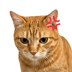 Salmon the Kat 2