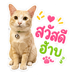 Mondoi Cat