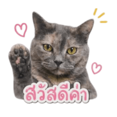 Chilly_20260501230115