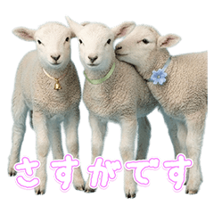 Gentle Baby Sheep