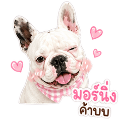 French bulldog-Dada