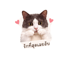Zai_20260502000105