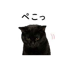 Real Black Cat Stickers2