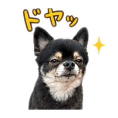 cappy_20260502121921