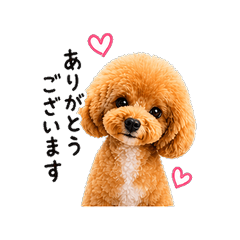 Shy Toy Poodle Photo Stickers vol.1