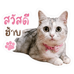 mekung_20260430204109