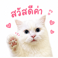 Moji is a Cat