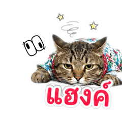 What cat?_20260501160021
