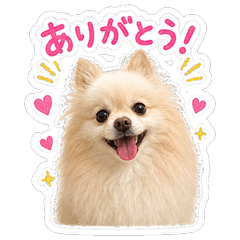 Cream-colored Pomeranian