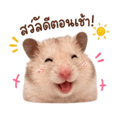 Lotiishamster