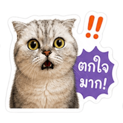 Moneyisacat