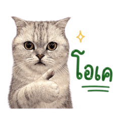 Moneyisacat ll