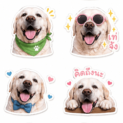 Keawwan Labrador: Cute & Funny