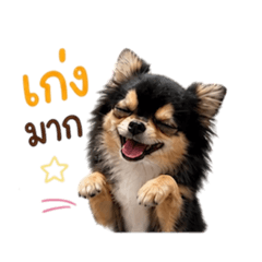 Lukmhee the Bear