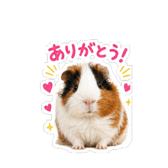Easy-to-use Abyssinian guinea pig