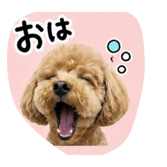 Choco's Daily Words