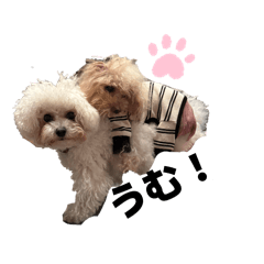 bichon&poodle