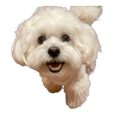 Choco the Fluffy Bichon-Peke Mix