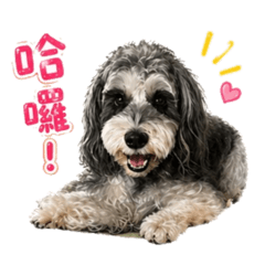 Newnew cute dog