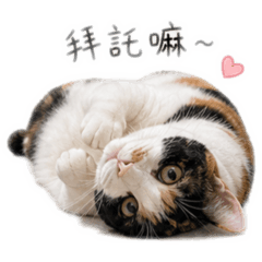 力力與焦糖