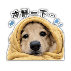 小胖Didi
