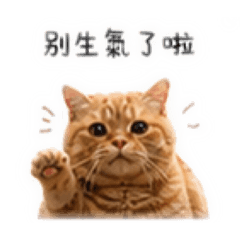 小咪花日常5