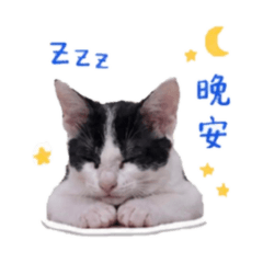 喵姐弟