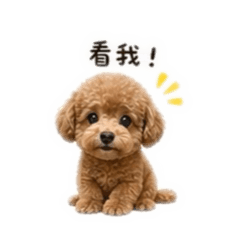 小Q寶的心情日記