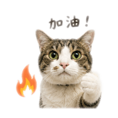貓貓福。福喵喵