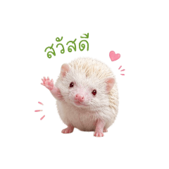 Yukithehedgehog